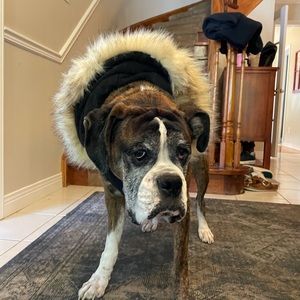 XXL Pajar Quilted Dog Coat. Like New.